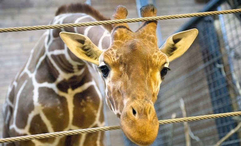 Copenhagen Zoo Giraffe